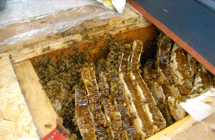 Honey and bees beneath the floorboards